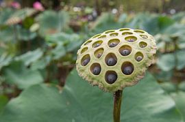 Nelumbo nucifera by Richard Wareham