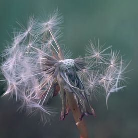 Paardenbloemen pluis van Fred Louwen