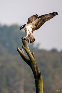 Fischadler streckt seine Flügel aus