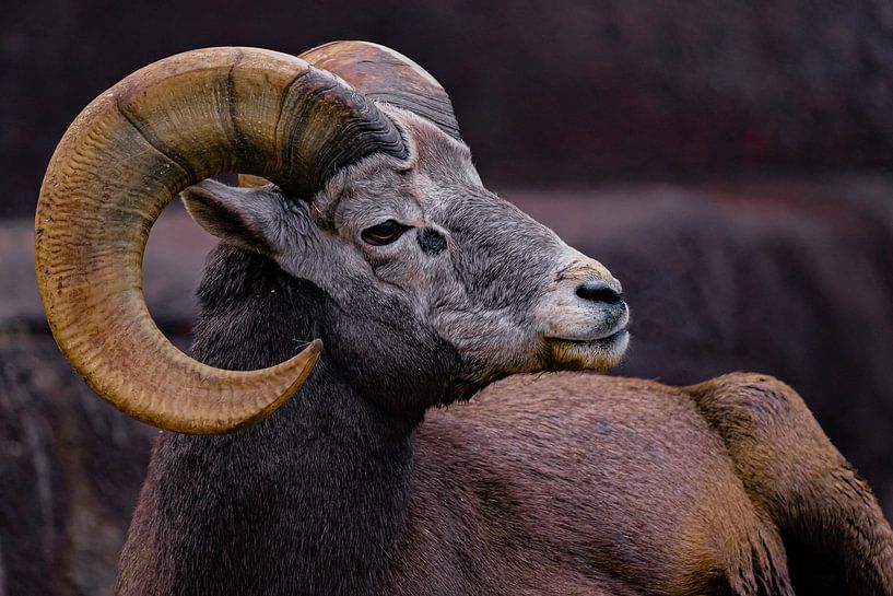 bighorn sheep - mouflon by bryan van willigen