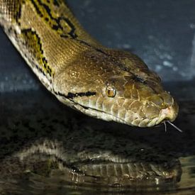 Netpython : Koninklijke Burgers' Zoo van Loek Lobel
