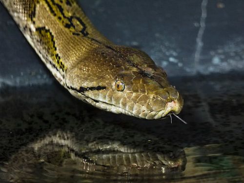 Netpython : Royal Citizens' Zoo