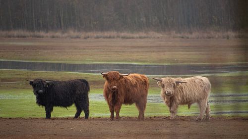 Schotse Hooglanders in drie kleuren...