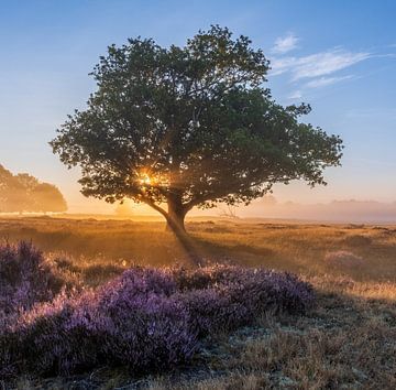 Sonnenaufgang im Moor von Angela Dijkman