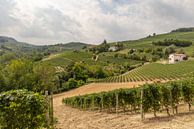 Heuvels van Piemonte met wijngaarden van Joost Adriaanse thumbnail