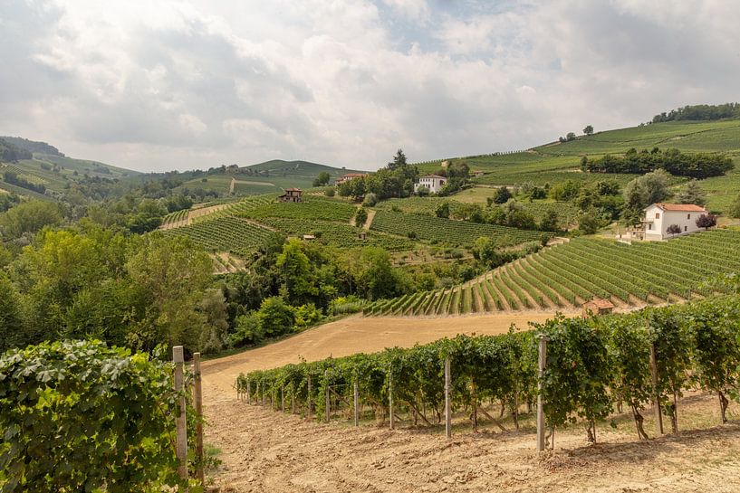 Heuvels van Piemonte met wijngaarden van Joost Adriaanse