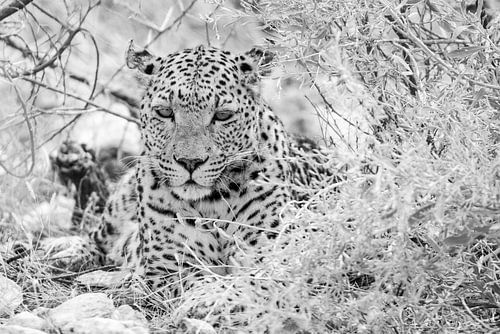 Luipaard achter een struik in zwart wit | Wildlife Natuurfotografie Afrika