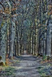 Ein stilisierter Waldweg. von Jurjen Jan Snikkenburg