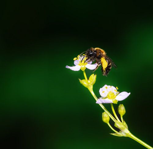 Wilde bij op een kikkerlepelbloem