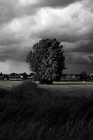 Silent power in black and white - tree in sun and wind
