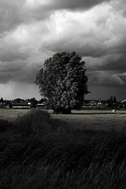 Silent power in black and white - tree in sun and wind by Masterpiece Living