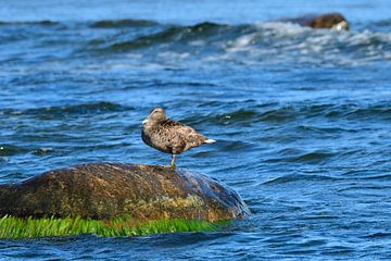 Eider duck at the Baltic Sea by Karin Jähne