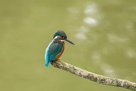 Kingfisher, Alcedo atthis