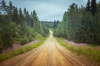 Dennenbomen langs onverharde weg in Finland van Jille Zuidema thumbnail