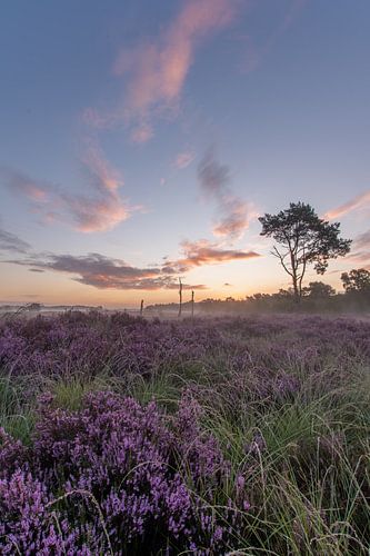 Heide in bloei