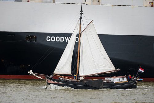 Clipper The Joyful Arrival