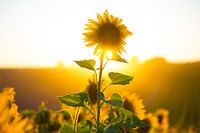 tournsol Valensole 1