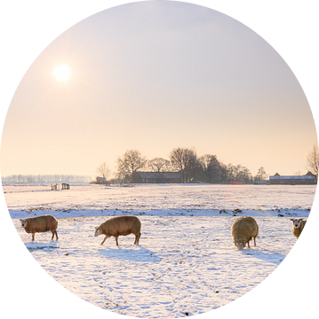 Schapen in het winterse landschap van Dennis van de Water