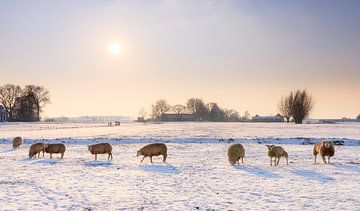 Schafe in der Winterlandschaft von Dennis van de Water