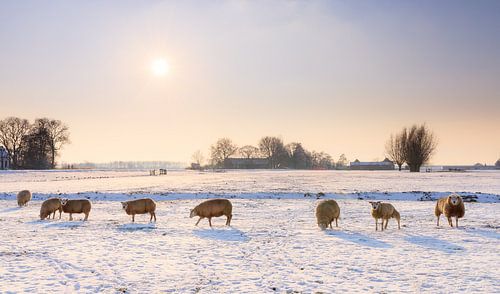 Schapen in het winterse landschap