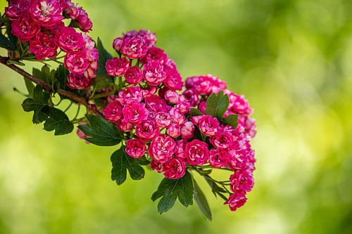 De bloemen in bloei van de tweestijlige meidoorn