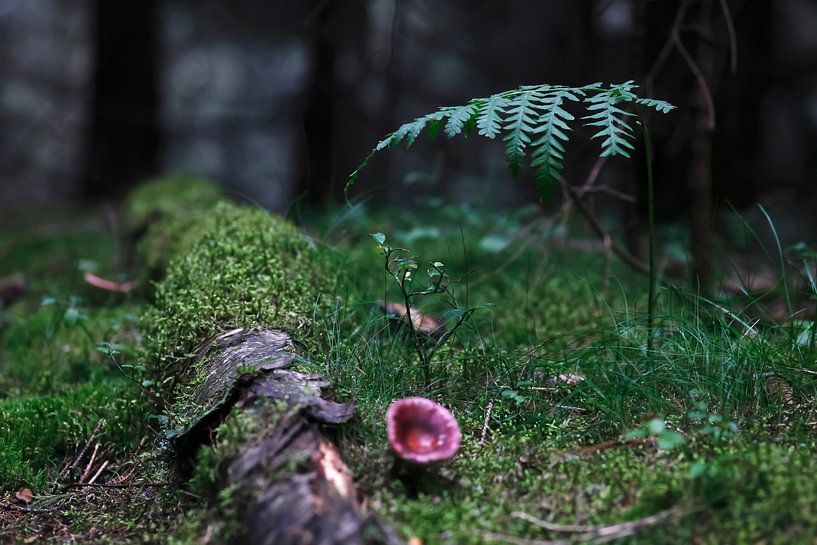Forest by Thomas Jäger