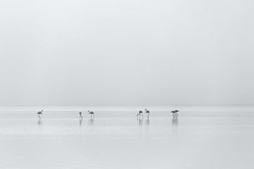 Flamingos von Heidi Bol