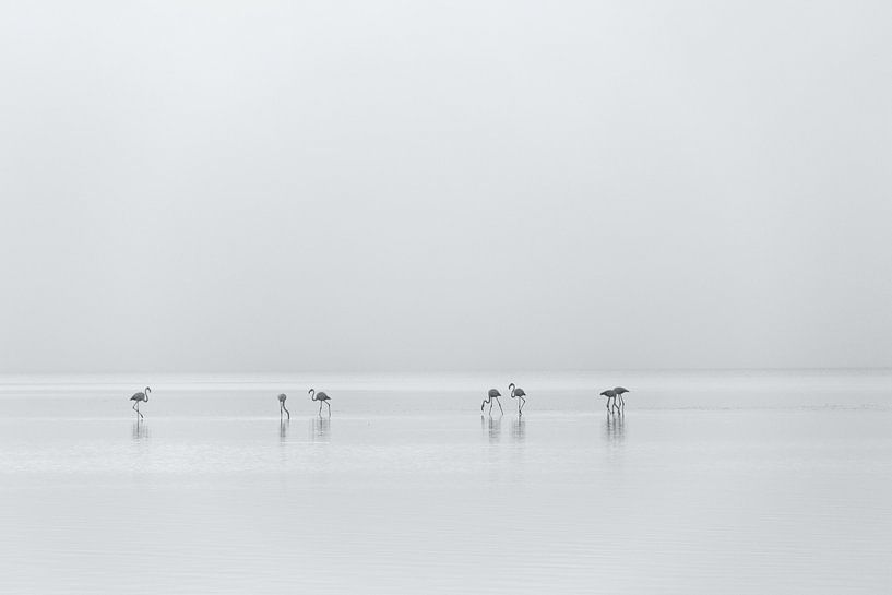 Flamingos by Heidi Bol