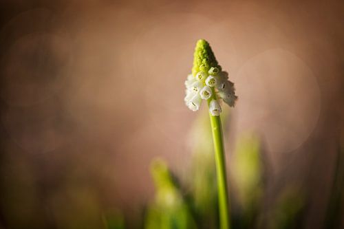 Wit druifje "White Magic" (Muscari)