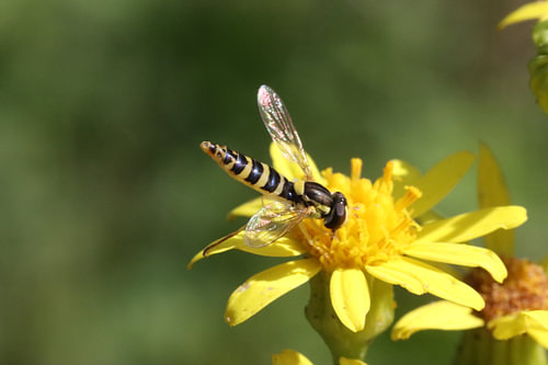 Delicate Wings – Close-up of a hoverfly