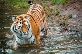 Siberische tijger von Davy Reitsma