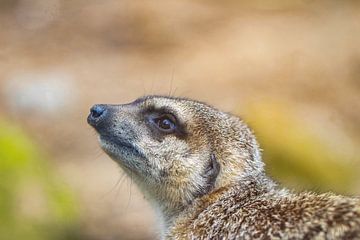 Meerkat by SuparDisign