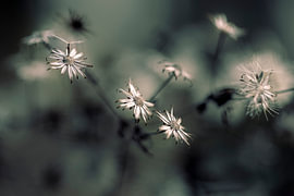 Fleurs mélancoliques à Sepiaton sur Harald Bader Photography