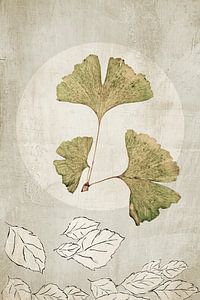 Ginkgo. Japandi. Wabi-Sabi.
