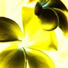 Contraste des fleurs (jaune) sur Ernst van Voorst