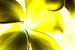Contraste des fleurs (jaune) sur Ernst van Voorst