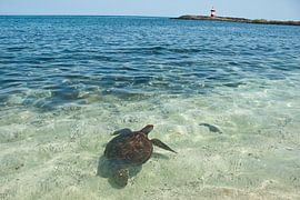 schildpad op San Cristobal by Jacintha Van beveren