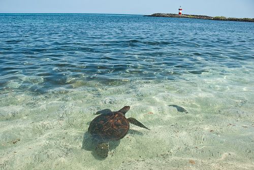 schildpad op San Cristobal