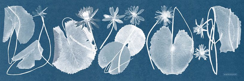 cynotype ,Cyanotype Water lilies i by finemasterpiece