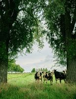 Cows