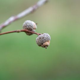 Acorns of English oak by Heiko Kueverling