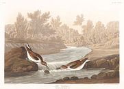 Kleinste Strandloper van Birds of America thumbnail