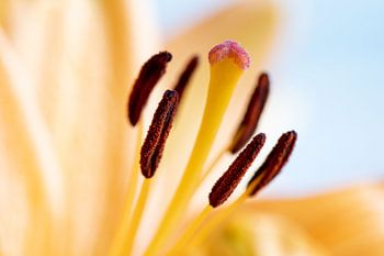 Close-up lilies - Pure Detail 3