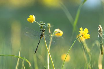 Puddle jumper on buttercup by Antoine Deleij