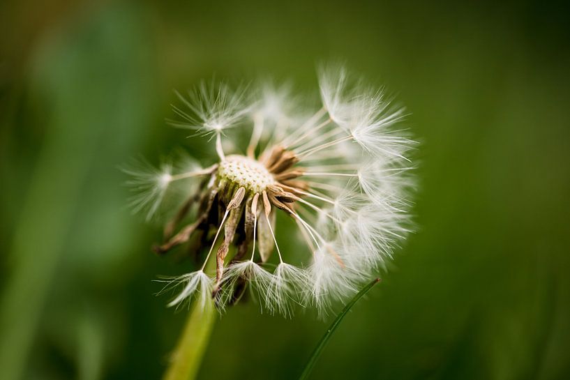 Detail van een uitgebloeide paardenbloem van Margriet Hulsker