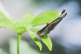 Evenwichtig van Boy Steegs