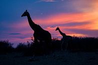 Giraffen i. Sonnenuntergang von Peter Michel Miniaturansicht