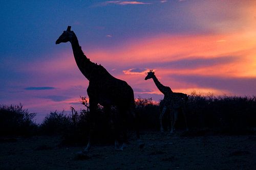 Giraffen in de zonsondergang