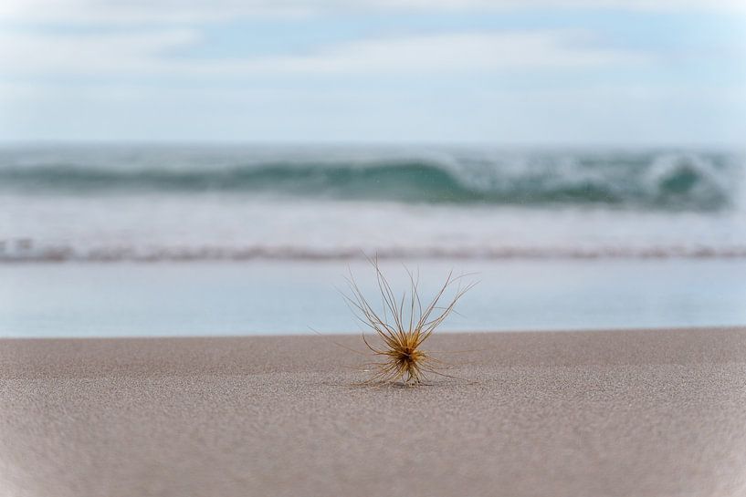 Dune grass seed by Joost Potma