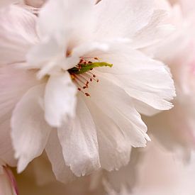 Spring blossom. by Alie Ekkelenkamp